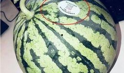 钦州网红吃瓜,揭秘当地美食背后的故事