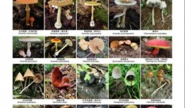 野生菌爆料娱乐圈视频,娱乐圈幕后真相大曝光